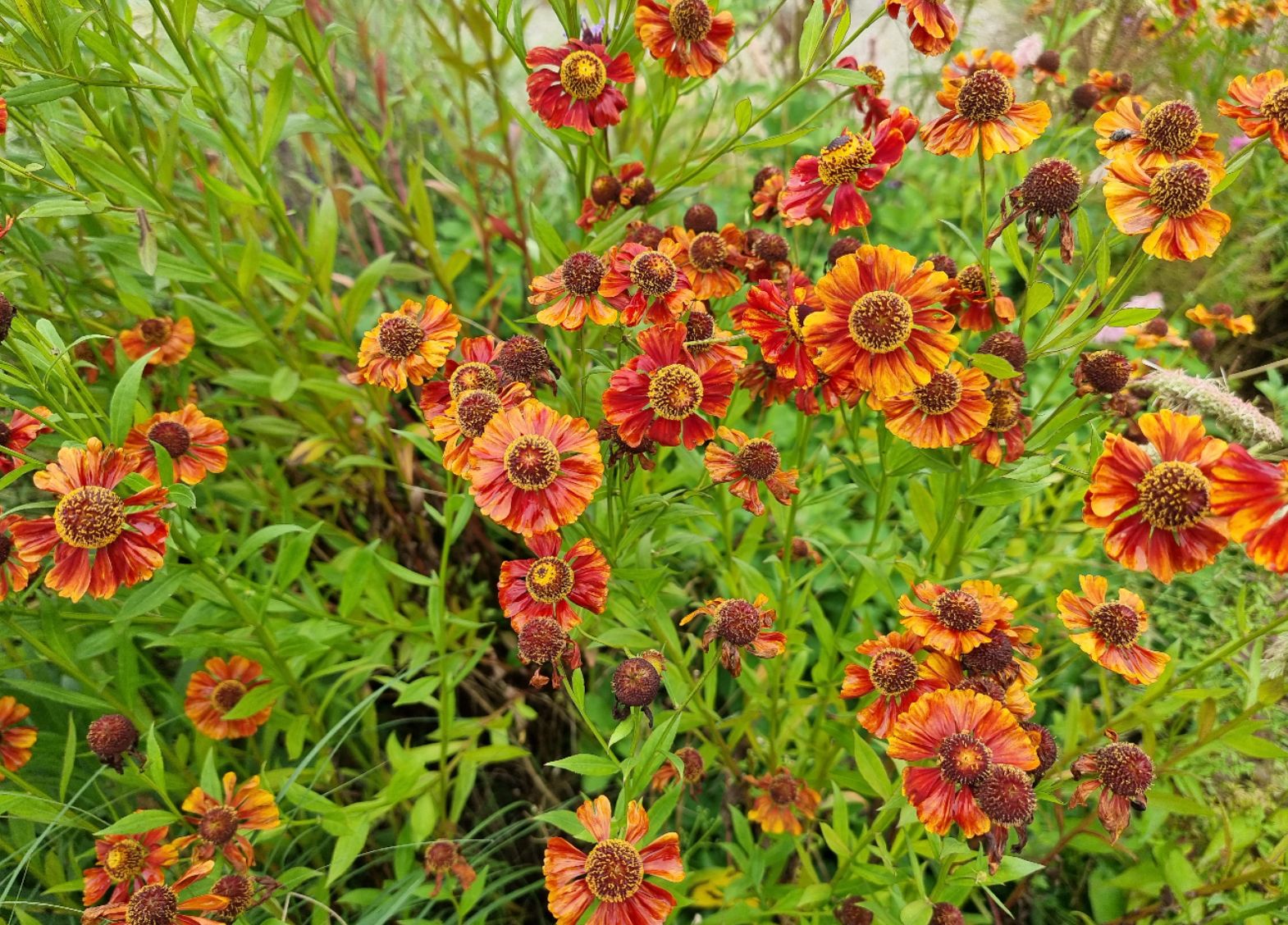 Helenium in bloei