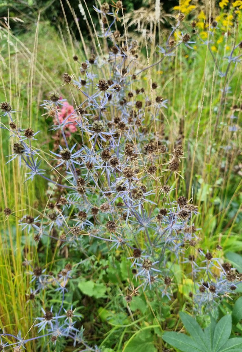 Kruisdistel in bloei