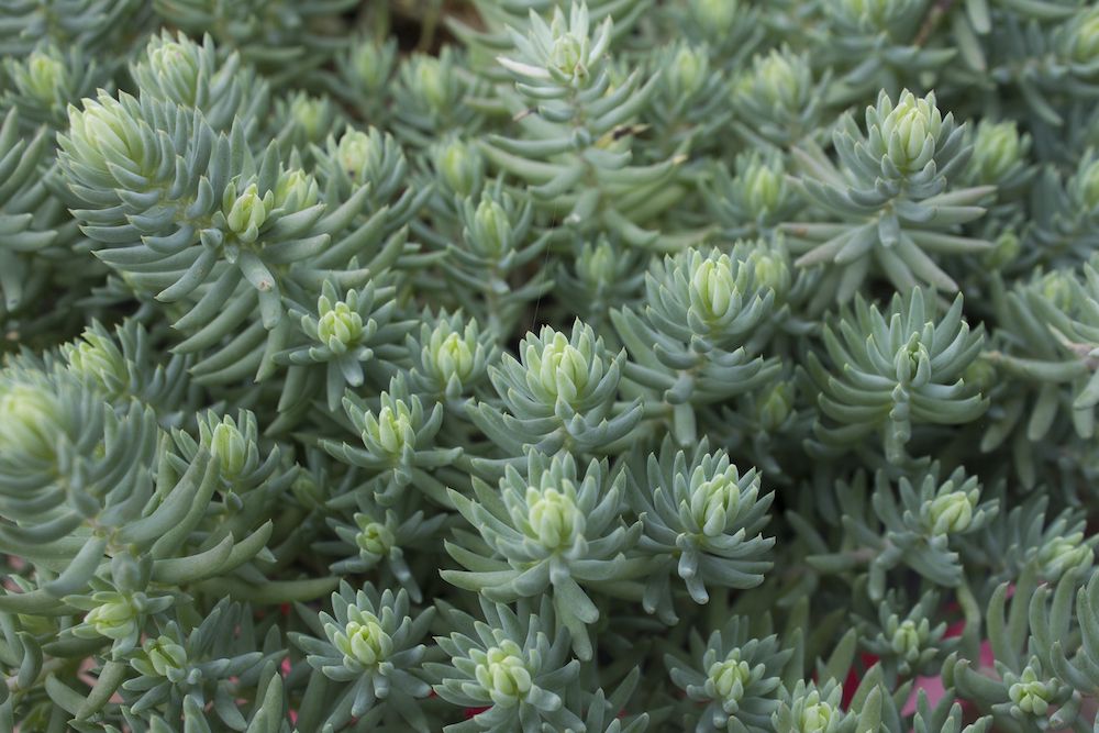 Tripmadam - Sedum reflexum 'Blue Spruce'