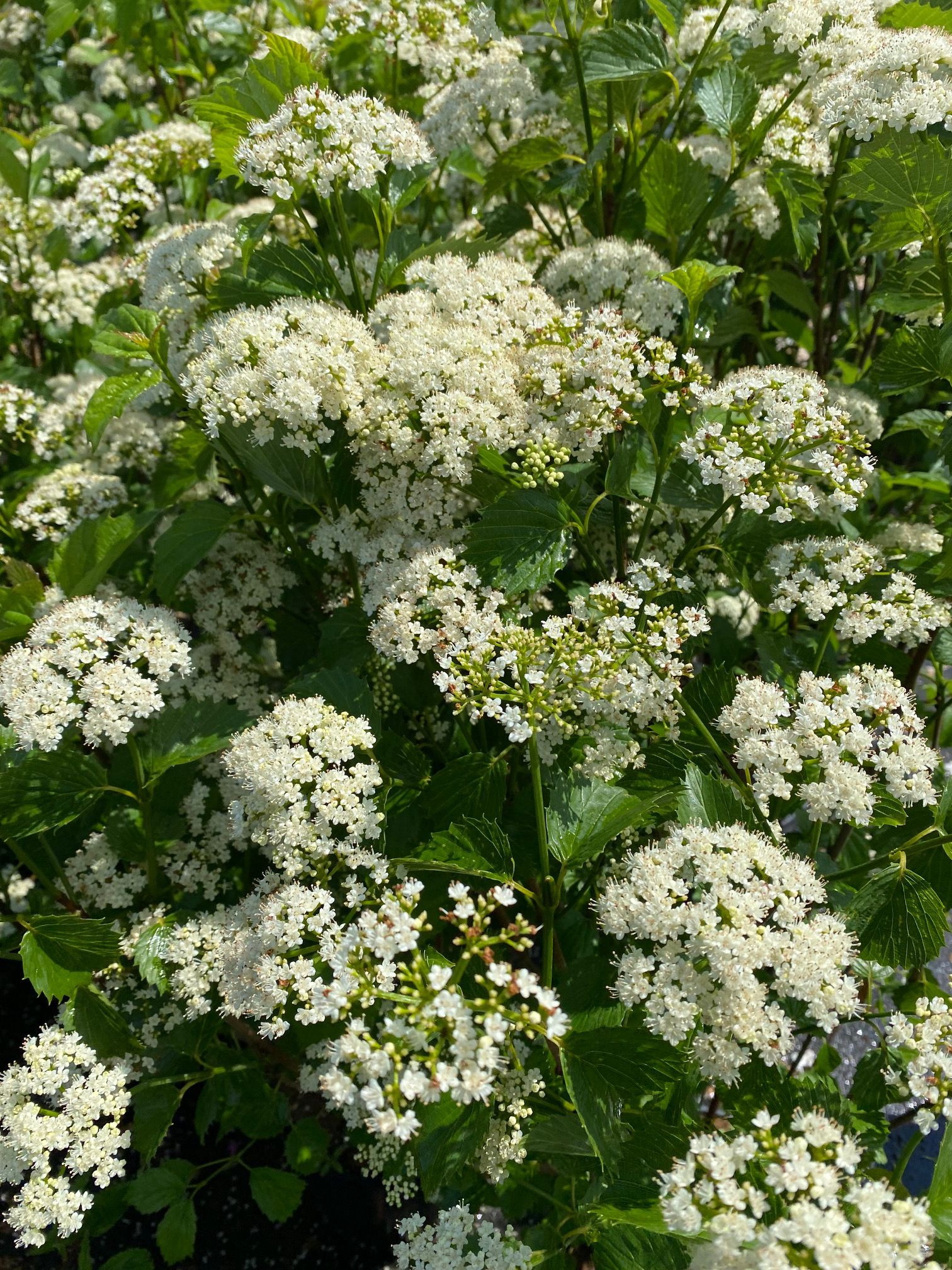 Sneeuwbal - Viburnum dentatum 'Blue Muffin'