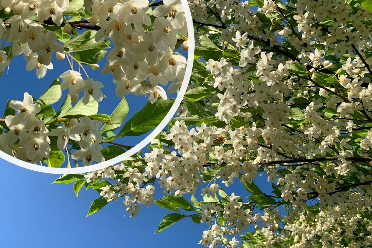 Zuil Japanse Storaxboom - Styrax japonicus 'Snow Charm'