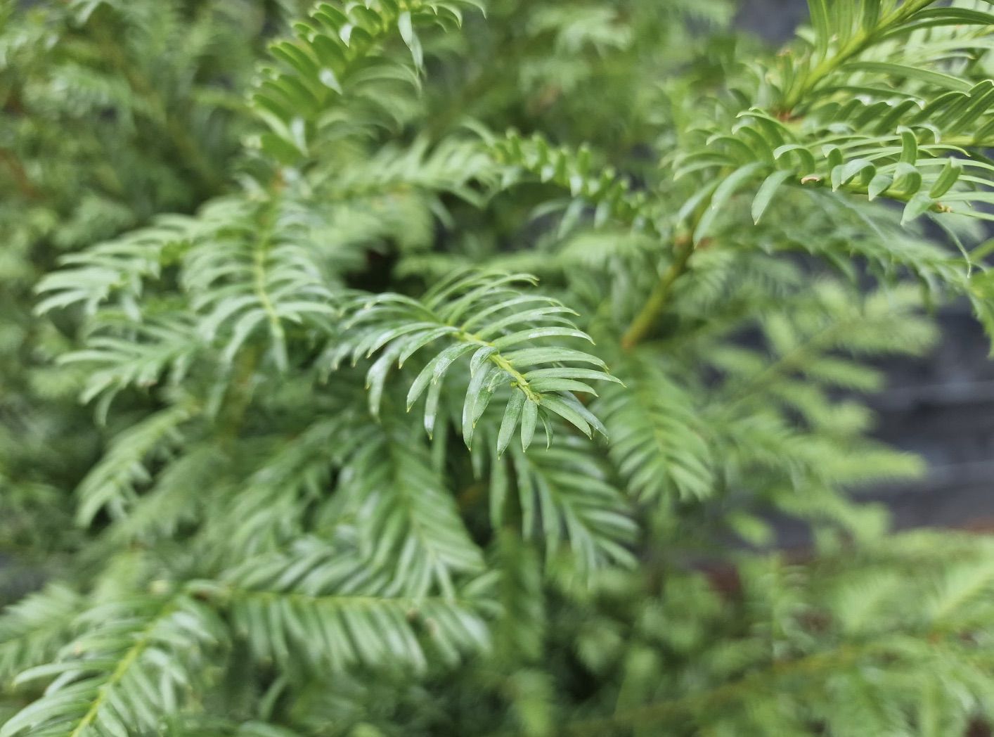 Taxus-Baccata close up