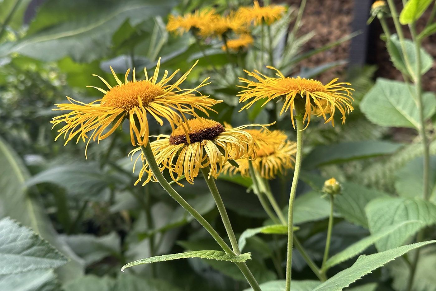 Koeienoog - Telekia speciosa in bloei