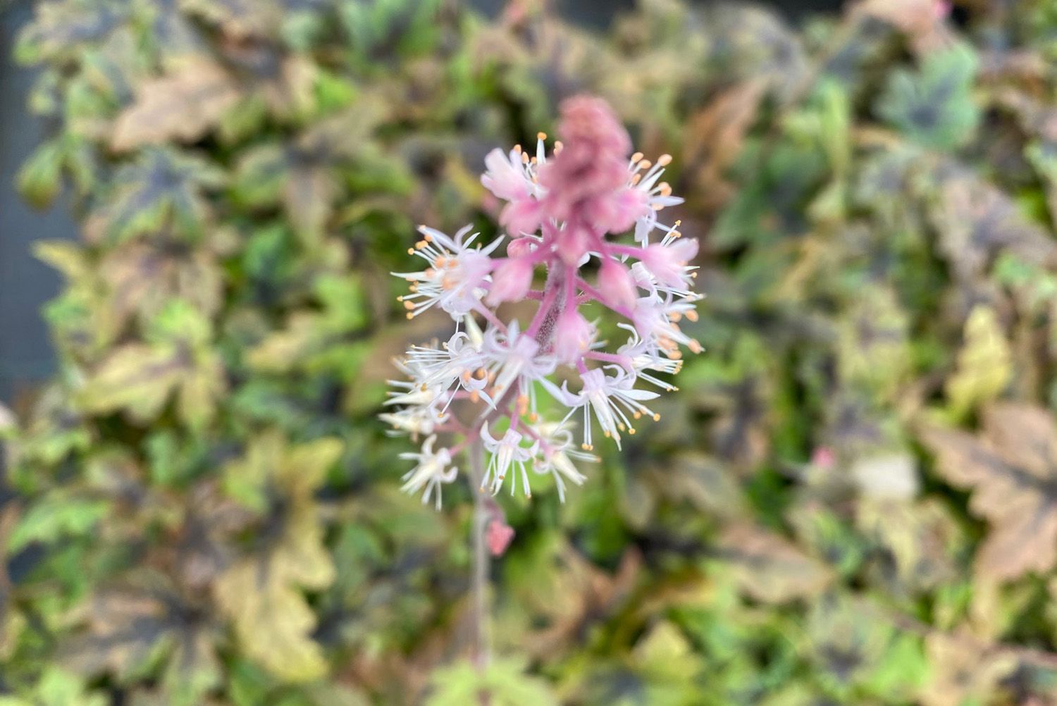 Tiarella cordifolia - Aarachtige roze bloemen