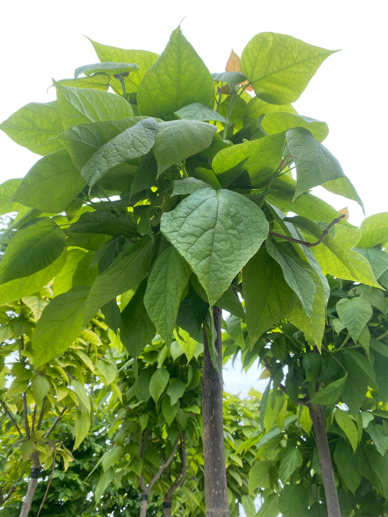Trompetenbaum - Catalpa bignonioides 'Nana' - Kugelförmiger Baum
