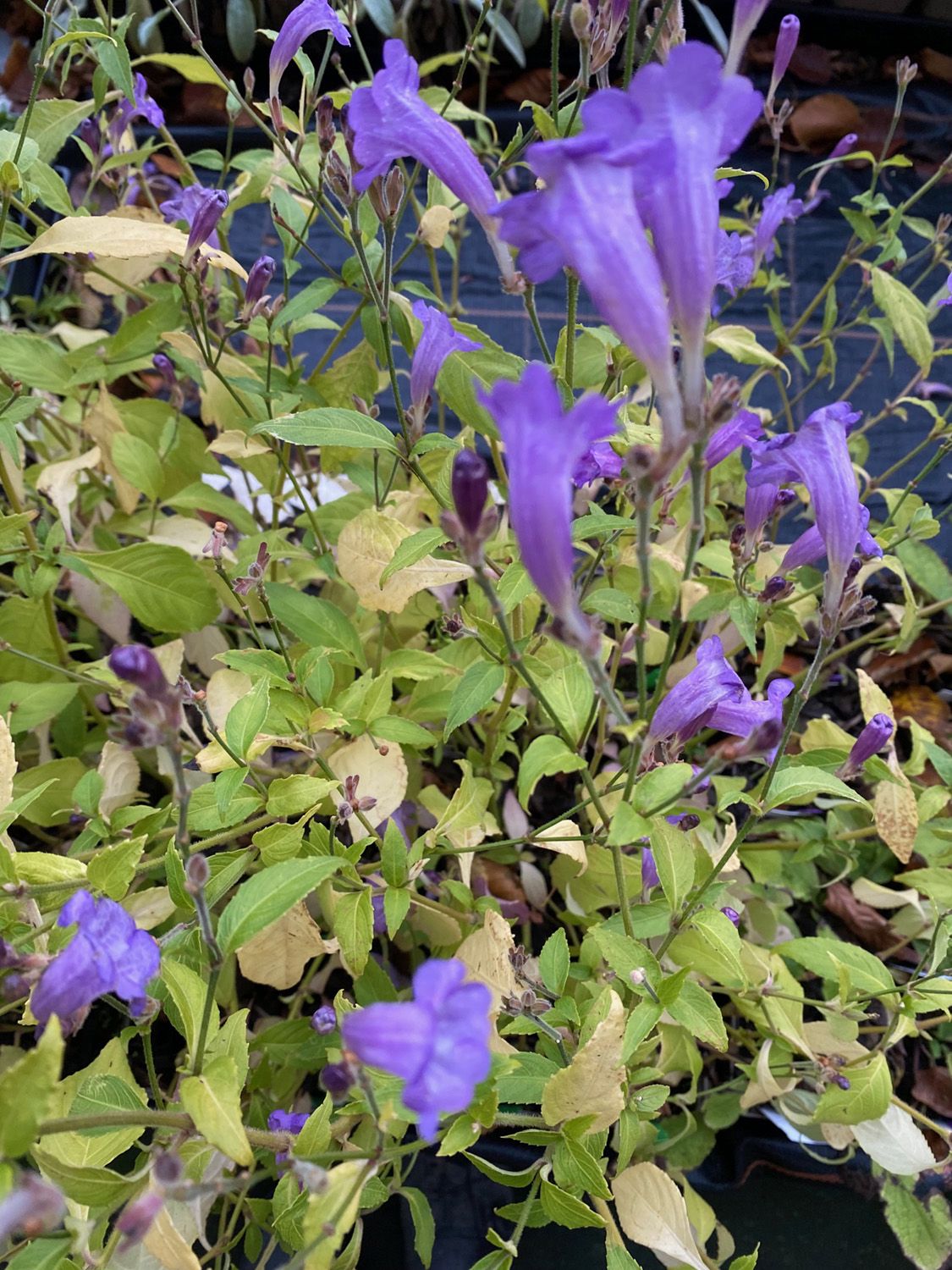 Trompetkruid - Strobilanthes rankanensis