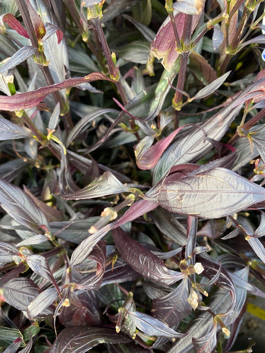 Trompetkruid - strobilanthes anisophyllus 'Brunetthy'