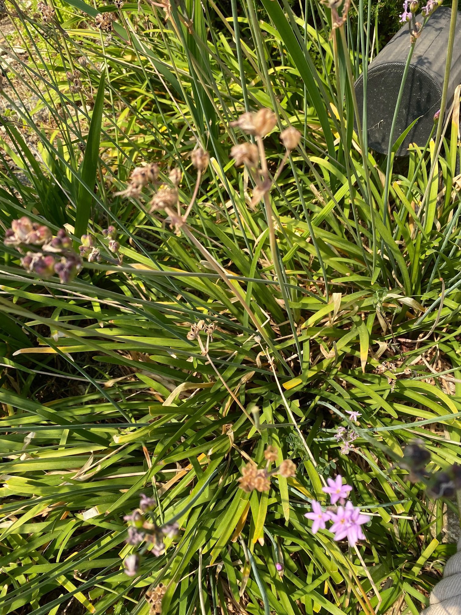 Tulbaghia simmleri