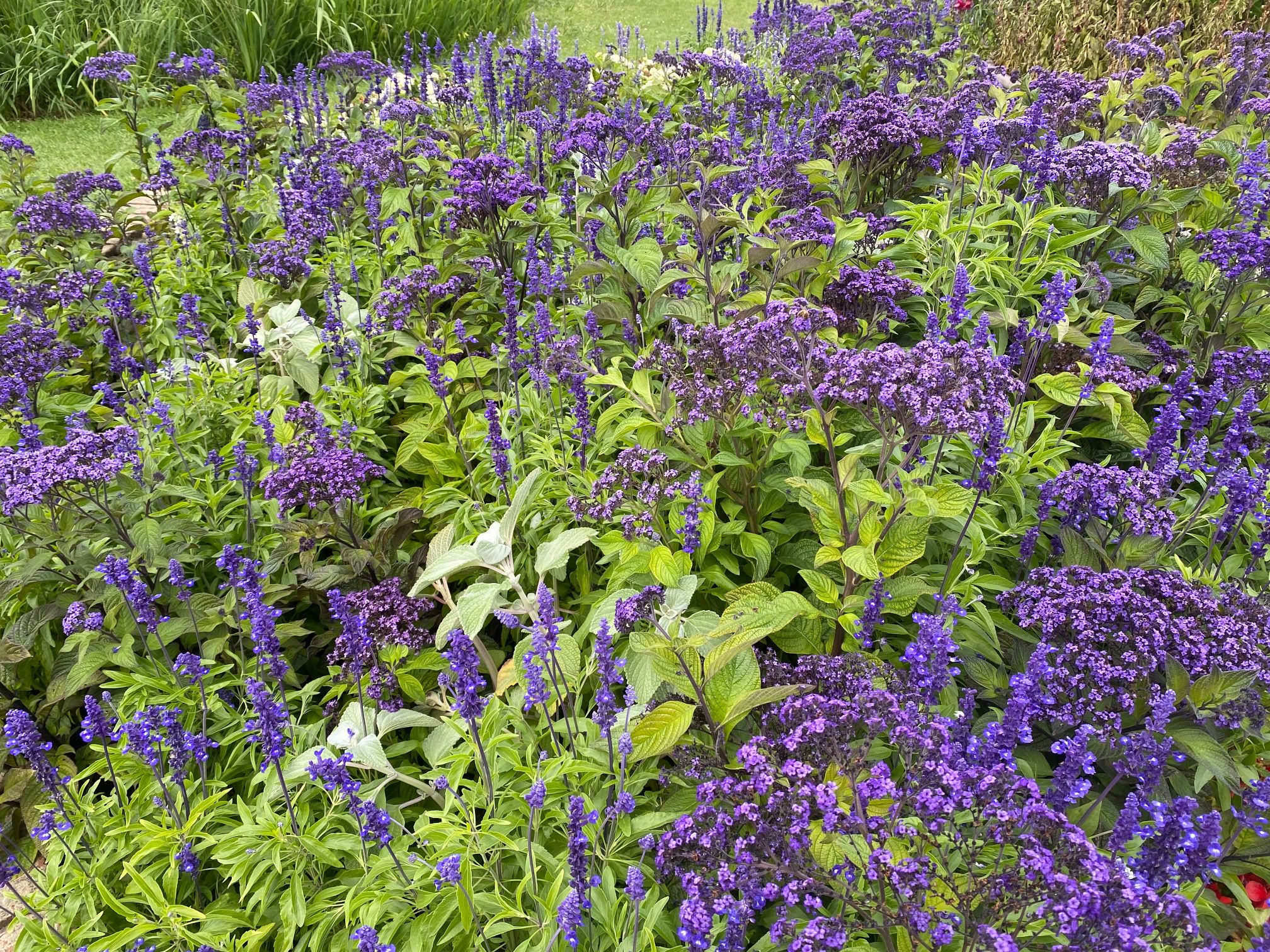 Vanilleplant - Heliotropium arborescens