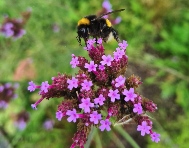 Verbena ironhard Schmetterlingsgarten Bienenbeet