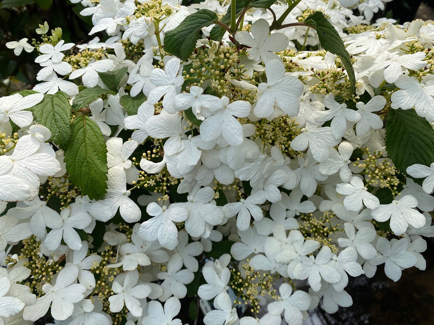 Blühender Japanischer Schneeball - Viburnum plicatum 'Watanabe'