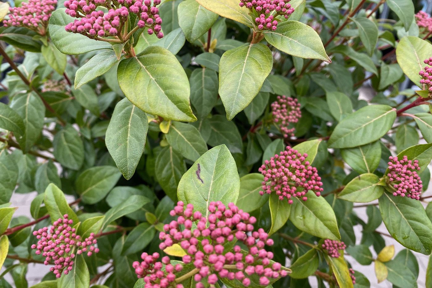 Sneeuwbal op stam - Viburnum tinus' Eve price' detail