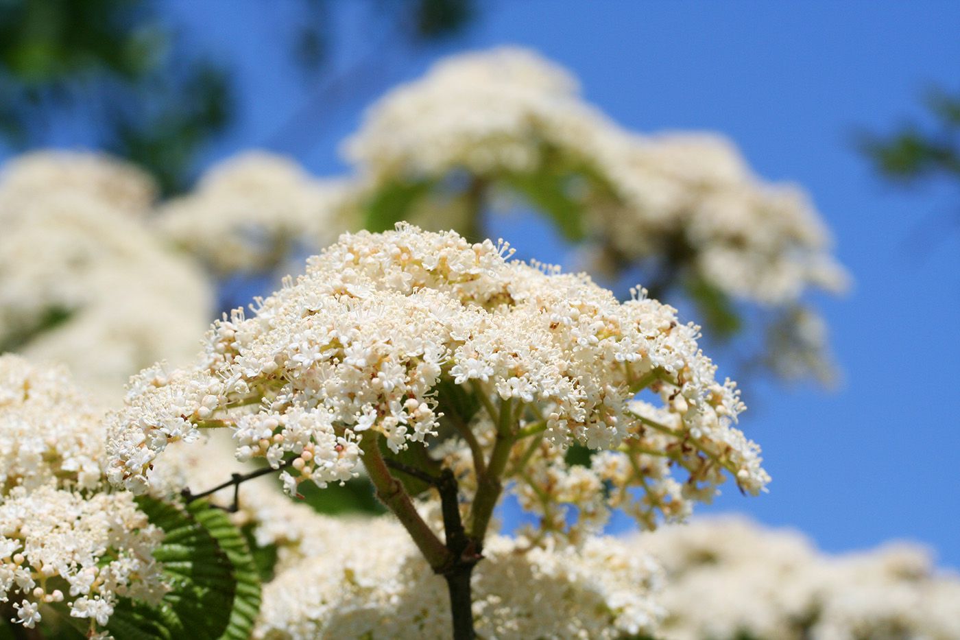 Sneeuwbal - Viburnum dilatatum ‘Michael Dodge’