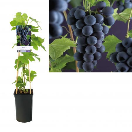 Blauwe druif - Vitis 'Boskoopse glorie'