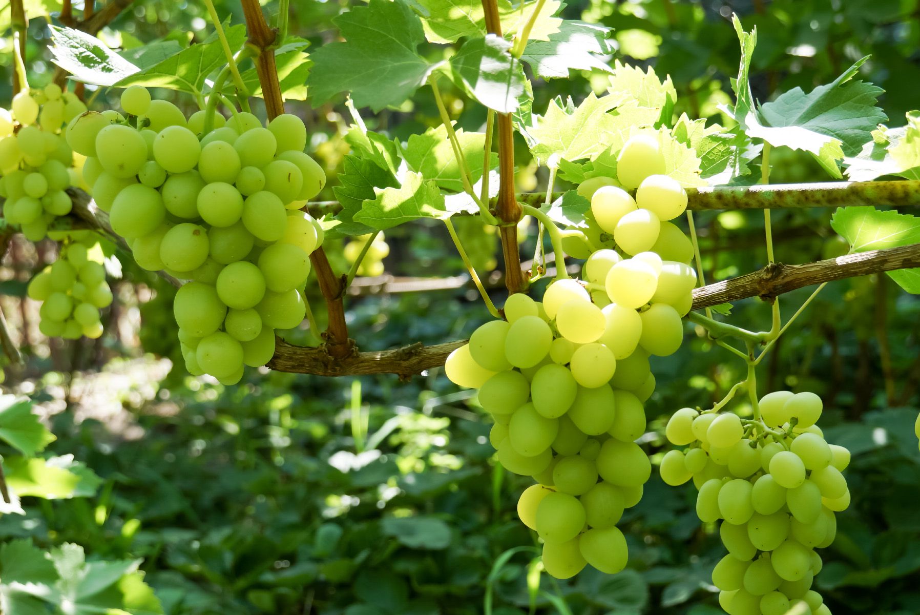 Witte druif - Vitis vinifera