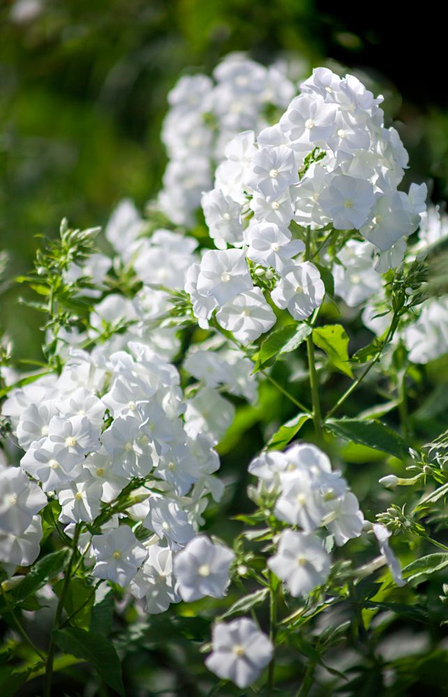 Schmetterlingsblütler - Phlox 'White Admiral'.jpg