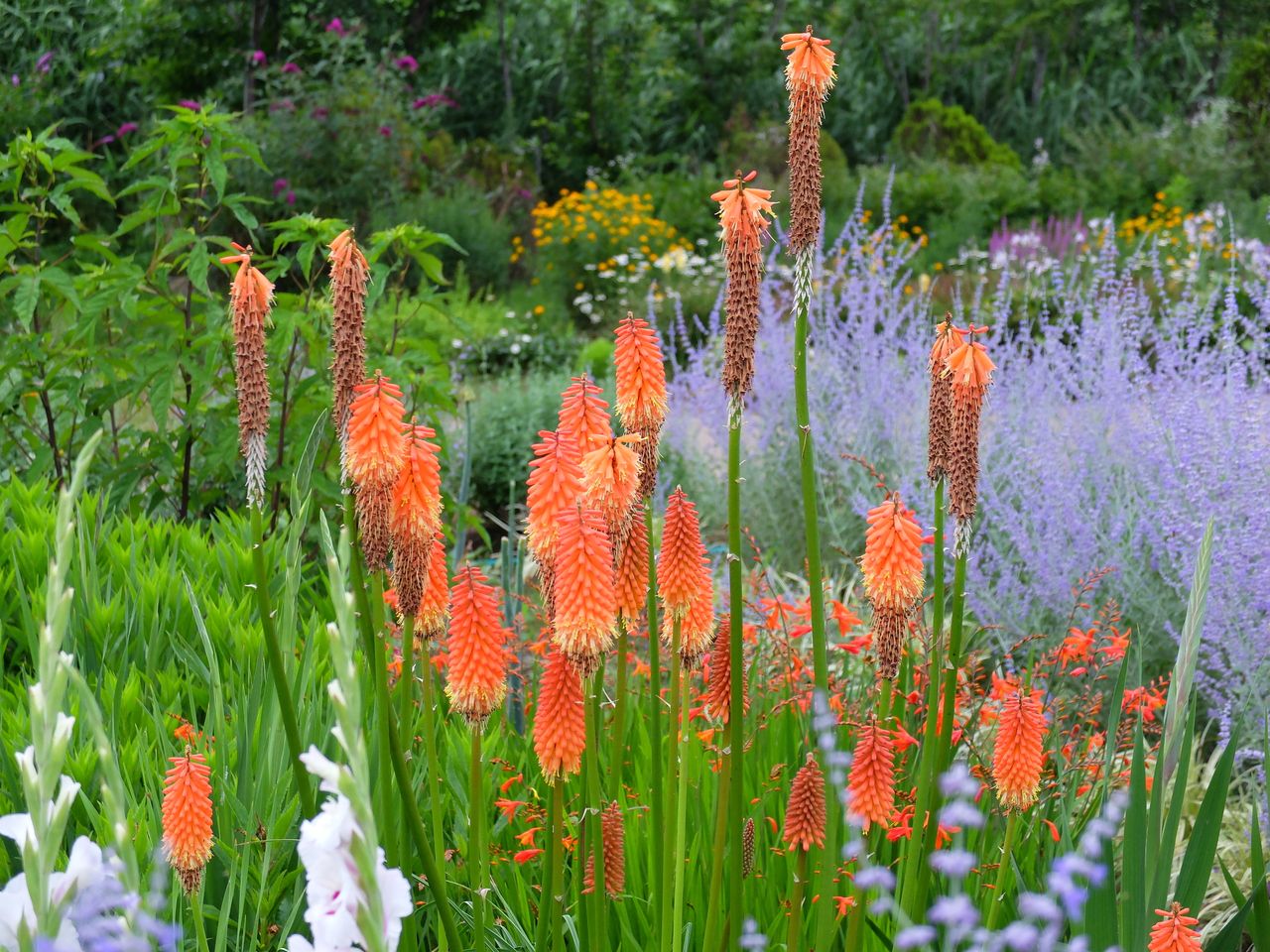 Vuurpijl Kniphofia