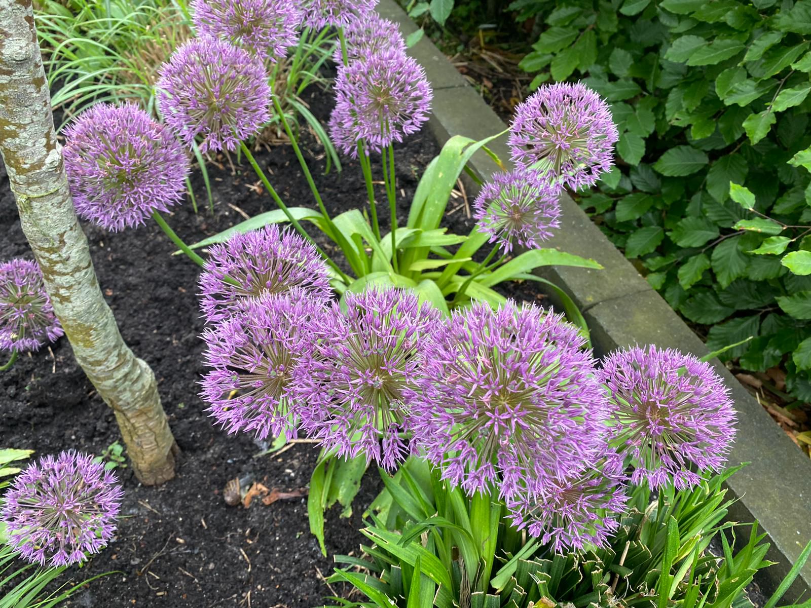 Allium bloeimaand juni juli zomerbloeien paarse bollen bloemen