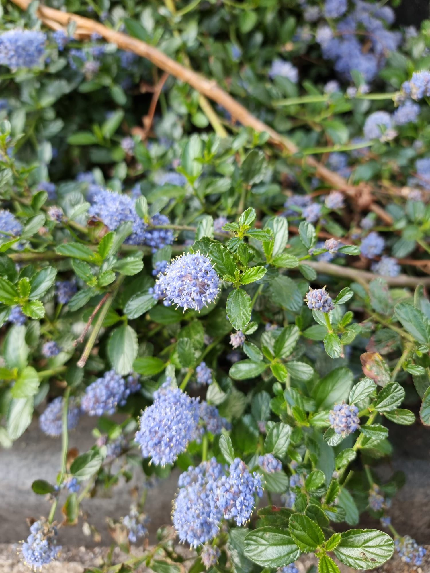 Amerikanischer Flieder Ceanothus arboreus 'Julia Phelps' 3040