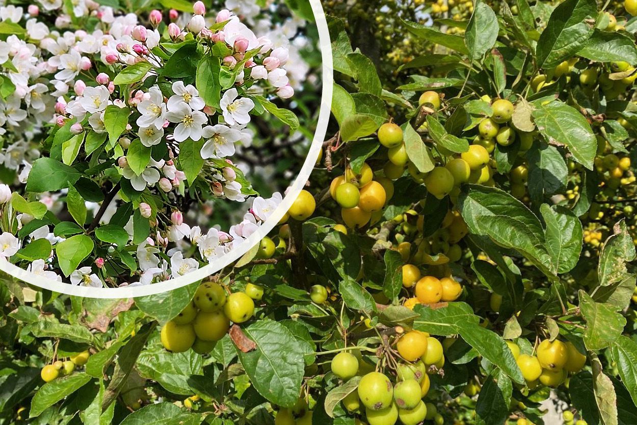 Wilde appel - Malus sylvestris - Bloei en vrucht