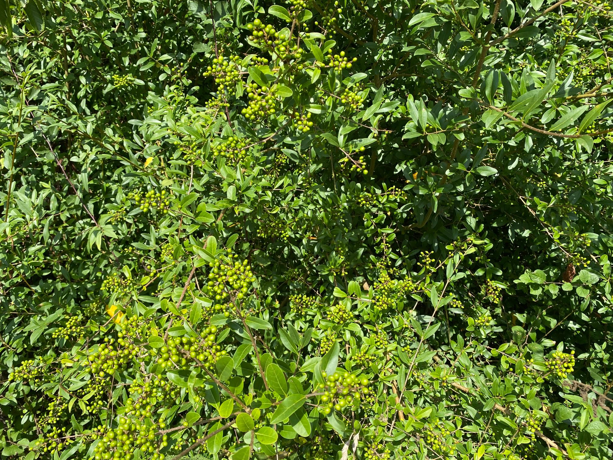 Wilde liguster - Ligustrum vulgare