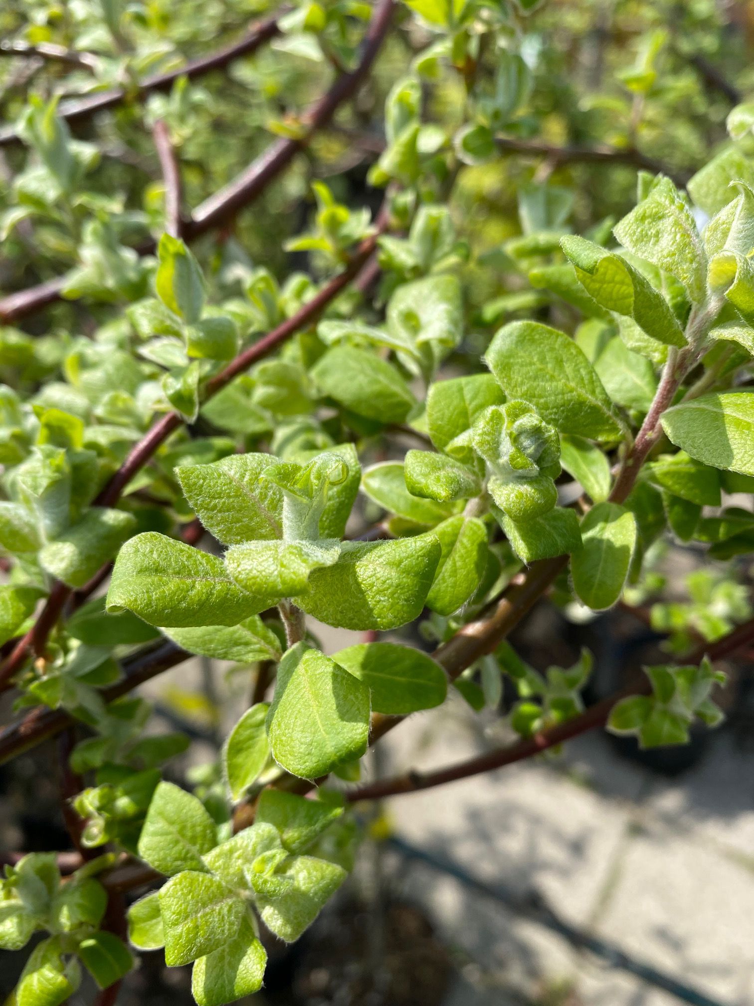 Waterwilg - Salix caprea 'Curly Locks'