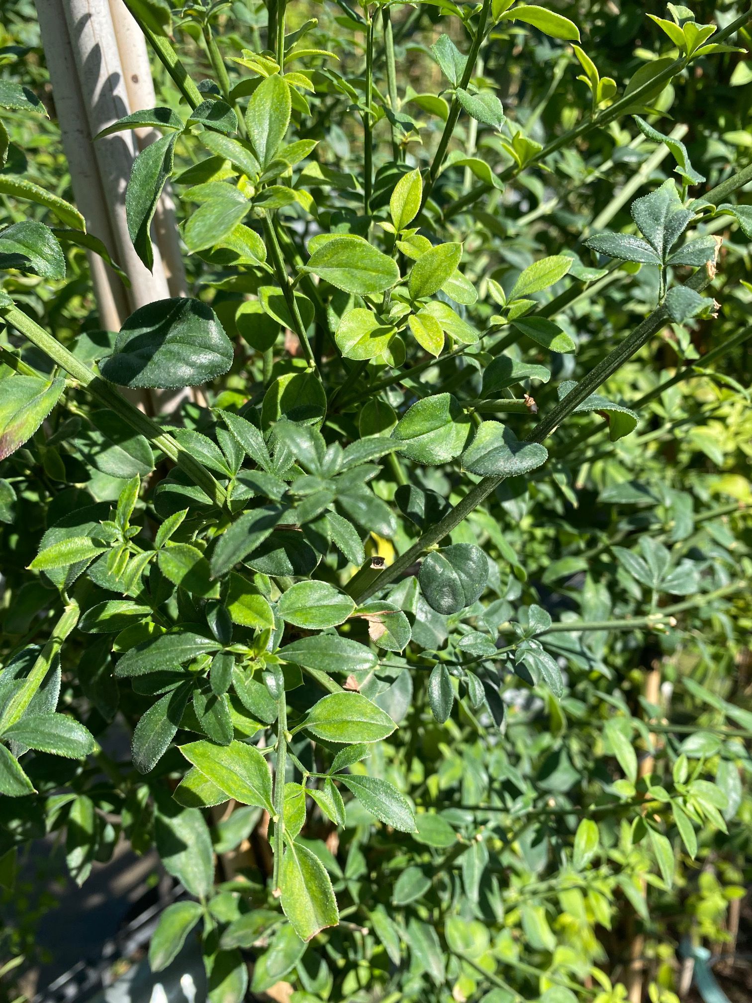 Kletterpflanze Winterjasmin - Jasminum nudiflorum