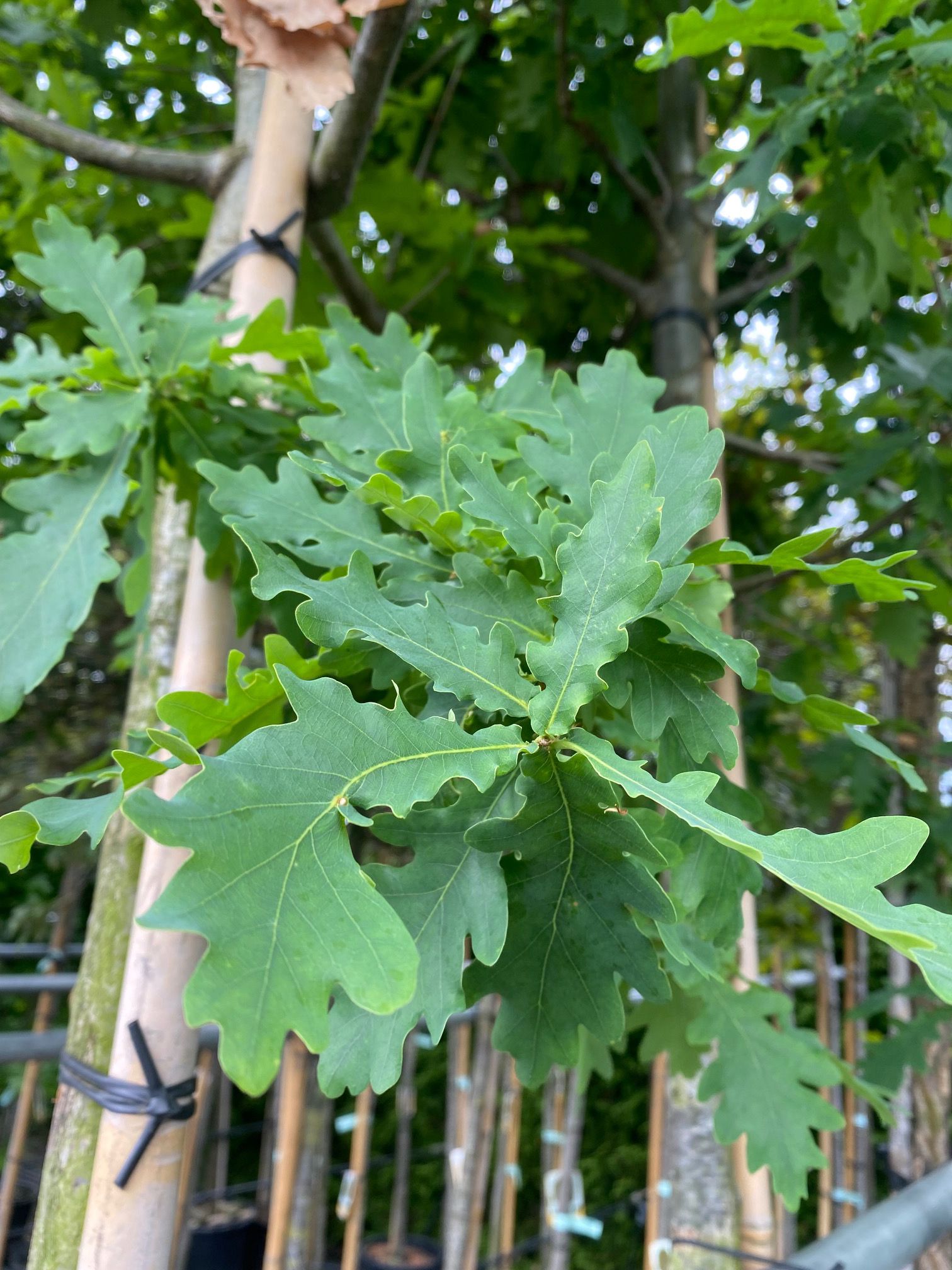 Stieleiche - Quercus robur - Blatt