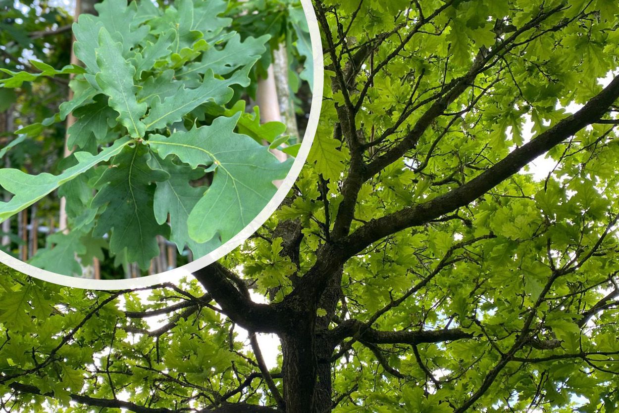Stieleiche - Quercus robur mit Blättern