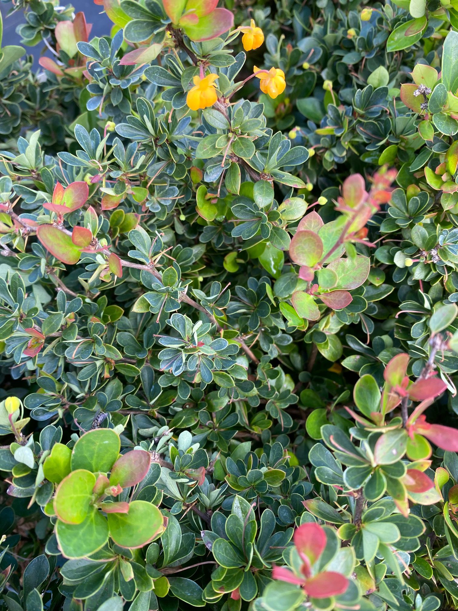Zuurbes-Berberis-buxifolia-Nana.jpg