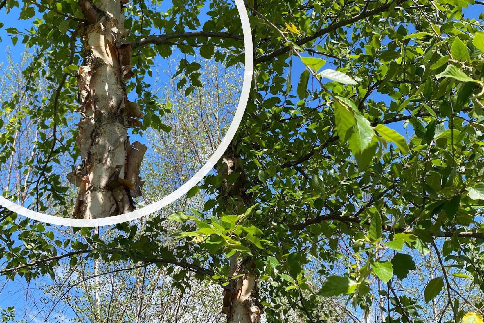 Schwarzbirke - Betula nigra - Detail Baumstamm