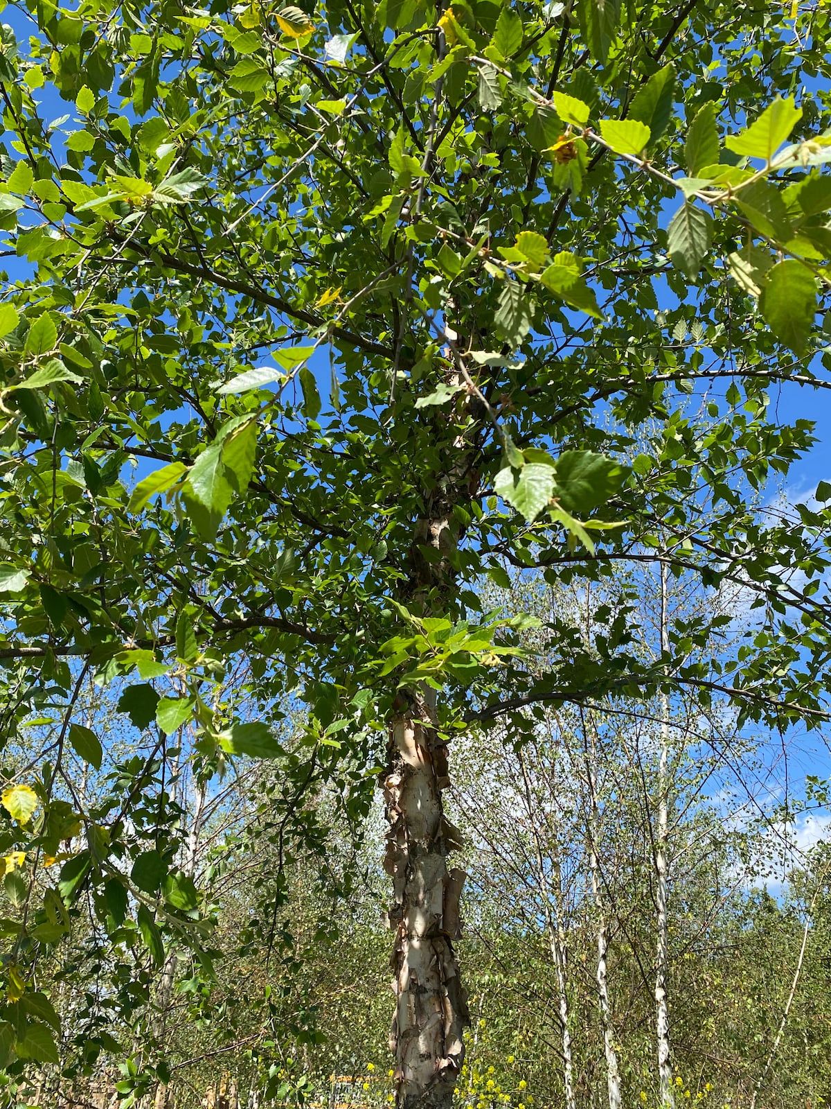 Schwarzbirke - Betula nigra