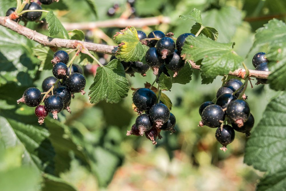 Dood in de wereld timer lekken Zwarte Bessenstruik Ribes nigrum Titania- Zwarte bes