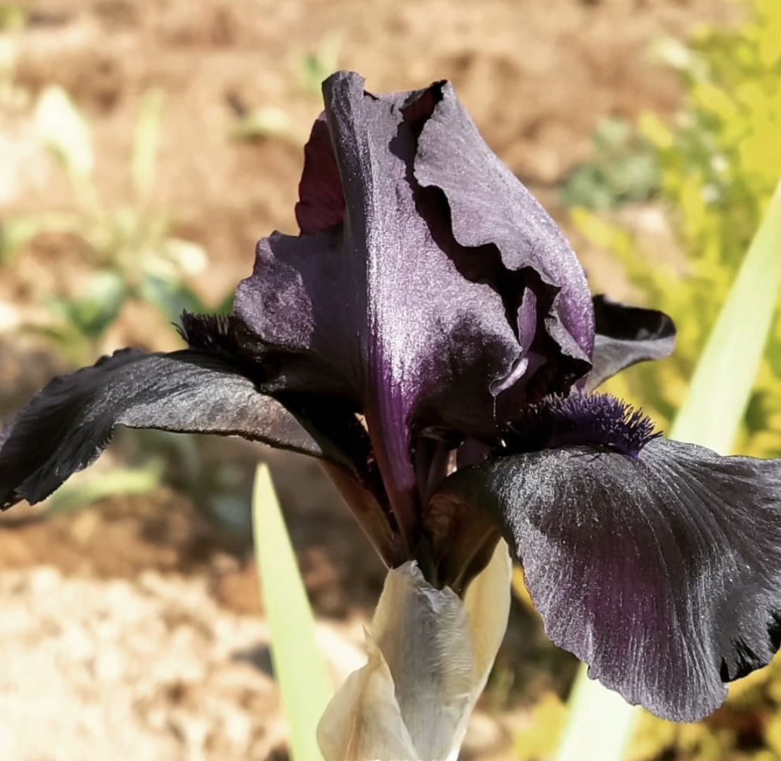 Zwarte lis - Iris Chrysographes 'Black Knight' 