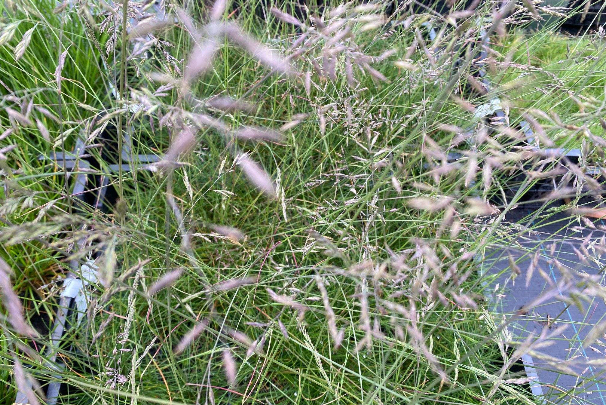 Schwingel - Festuca glauca 'Sunrise'