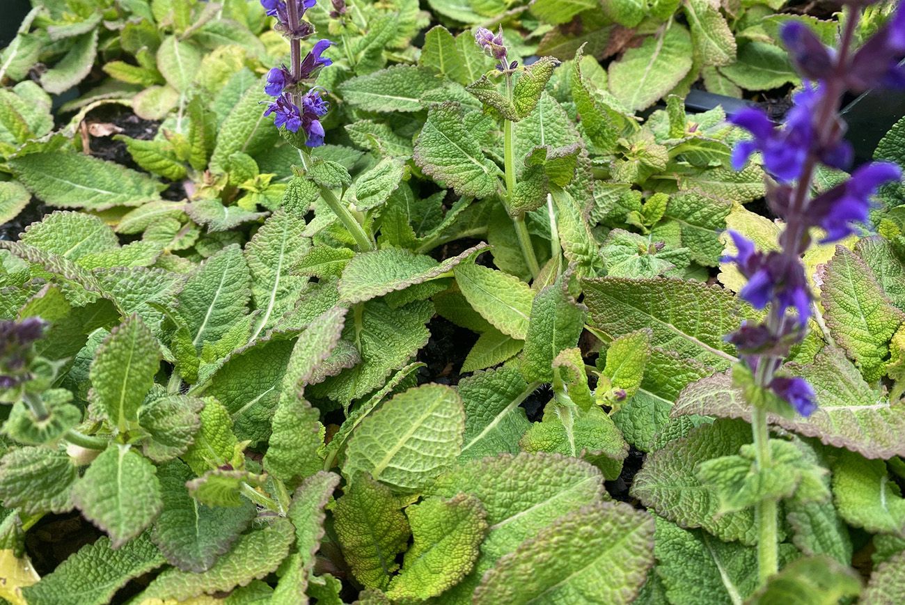 Blad Salie - Salvia Uliginosa