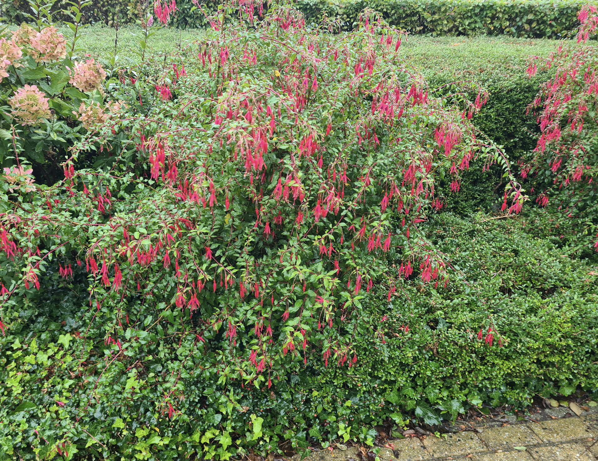 Fuchsia bellenplant borderbeplanting