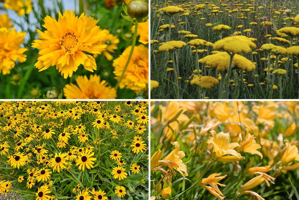 Destructief Kwijtschelding verlangen Vaste planten borderpakket - gele bloemen zonnige plantvak