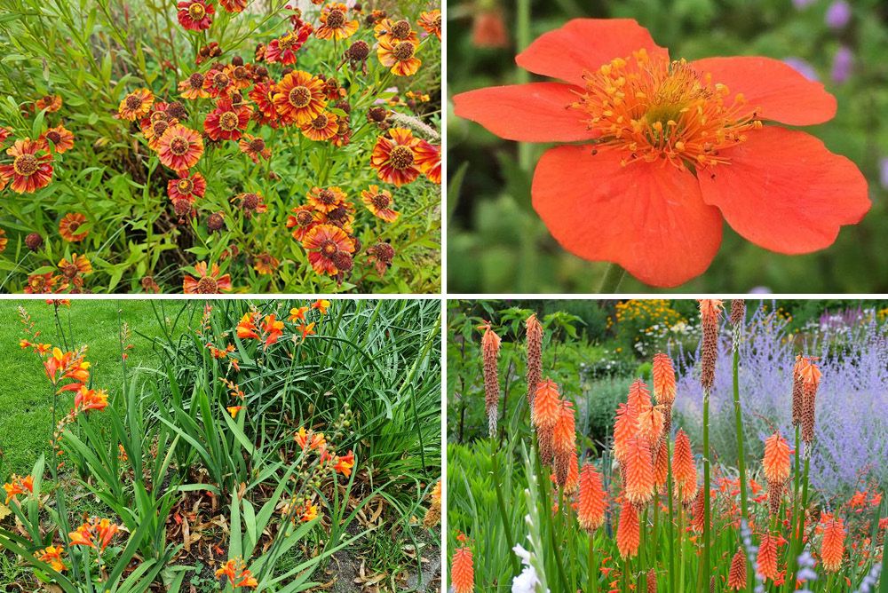 delicaat Onweersbui Leeds Vaste planten borderpakket - oranje - Zon yarinde tuinplanten