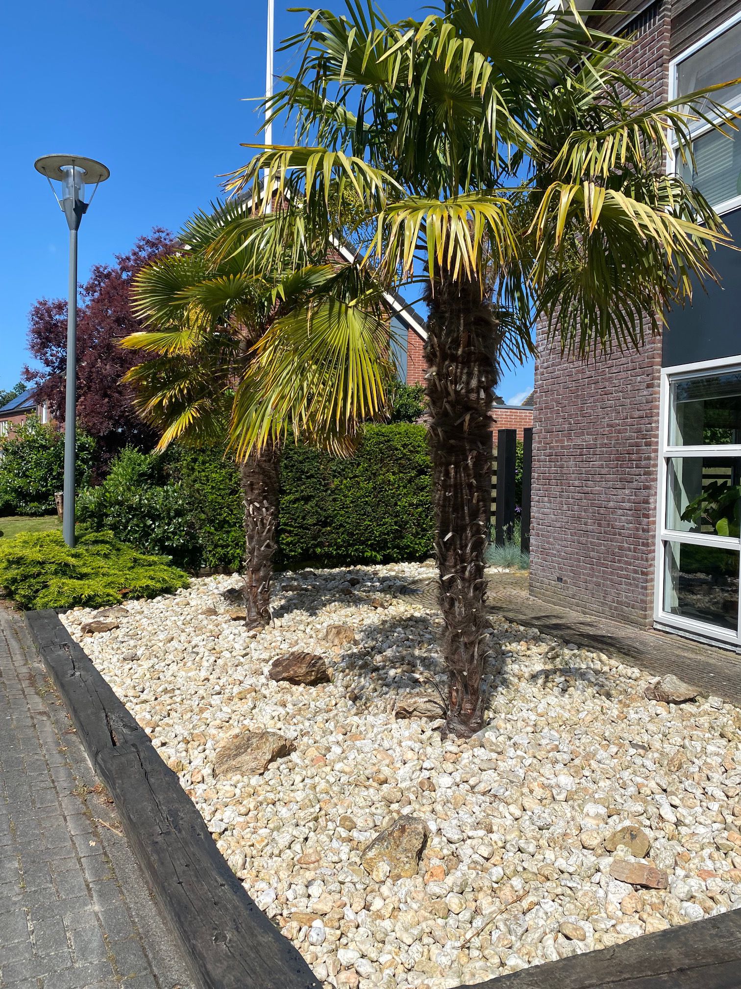 chinese palm in nederlandse tuin combinatie met wit grind