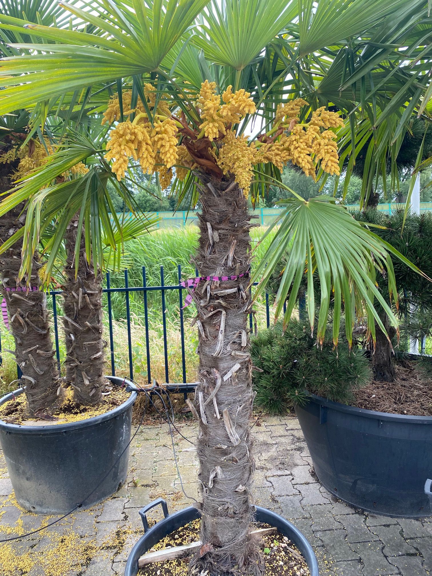 Chinese Palmboom - Trachycarpus fortunei in bloei