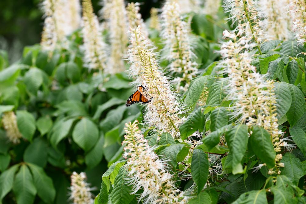 clethra struik hummingbird schijnels bloemen