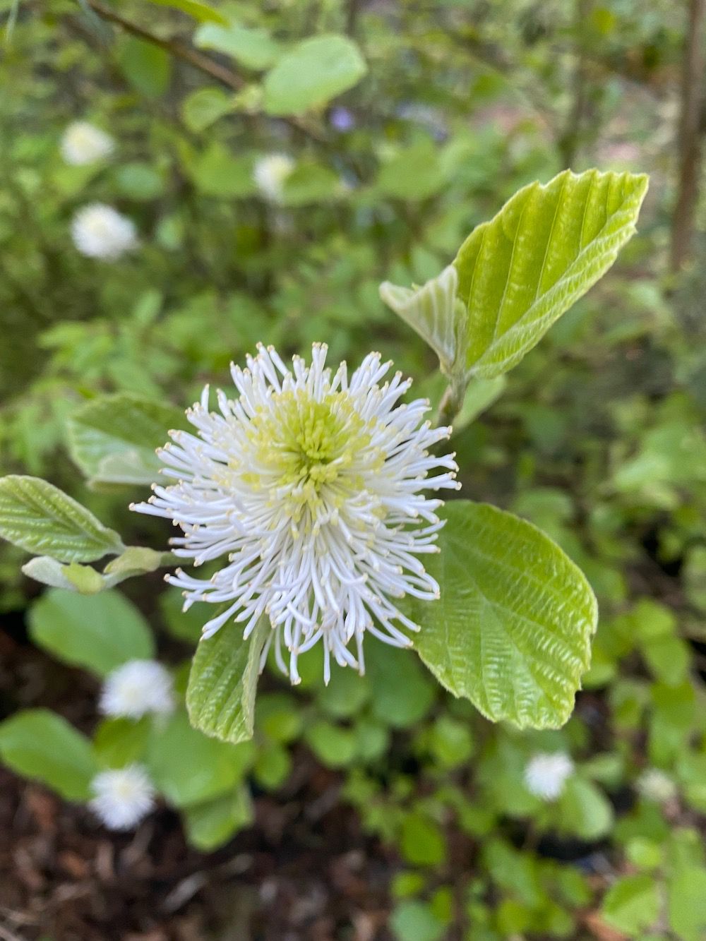 Fothergilla major bloei