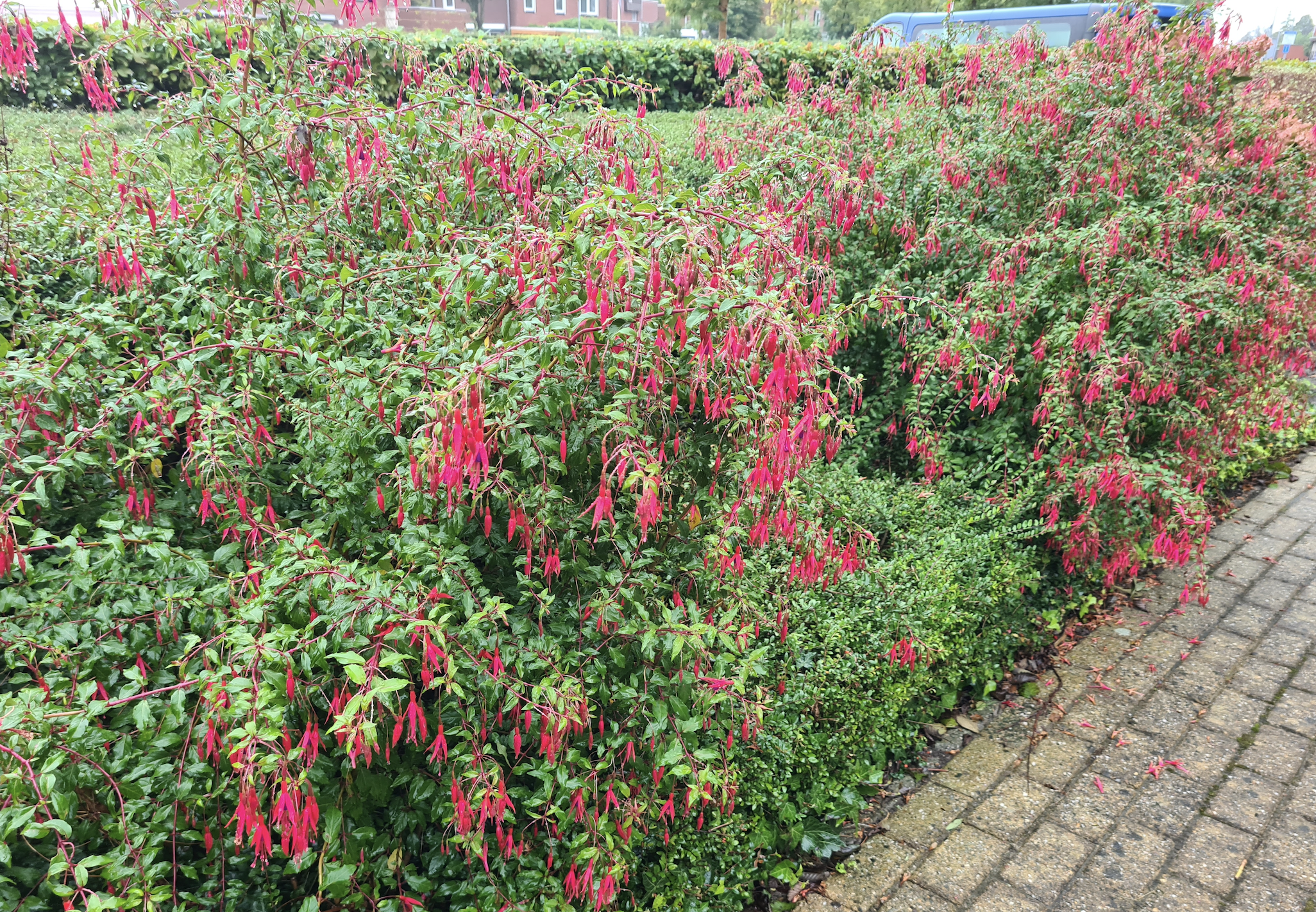 Tuinplanten borderpakket bloeikleur rood vaste plant