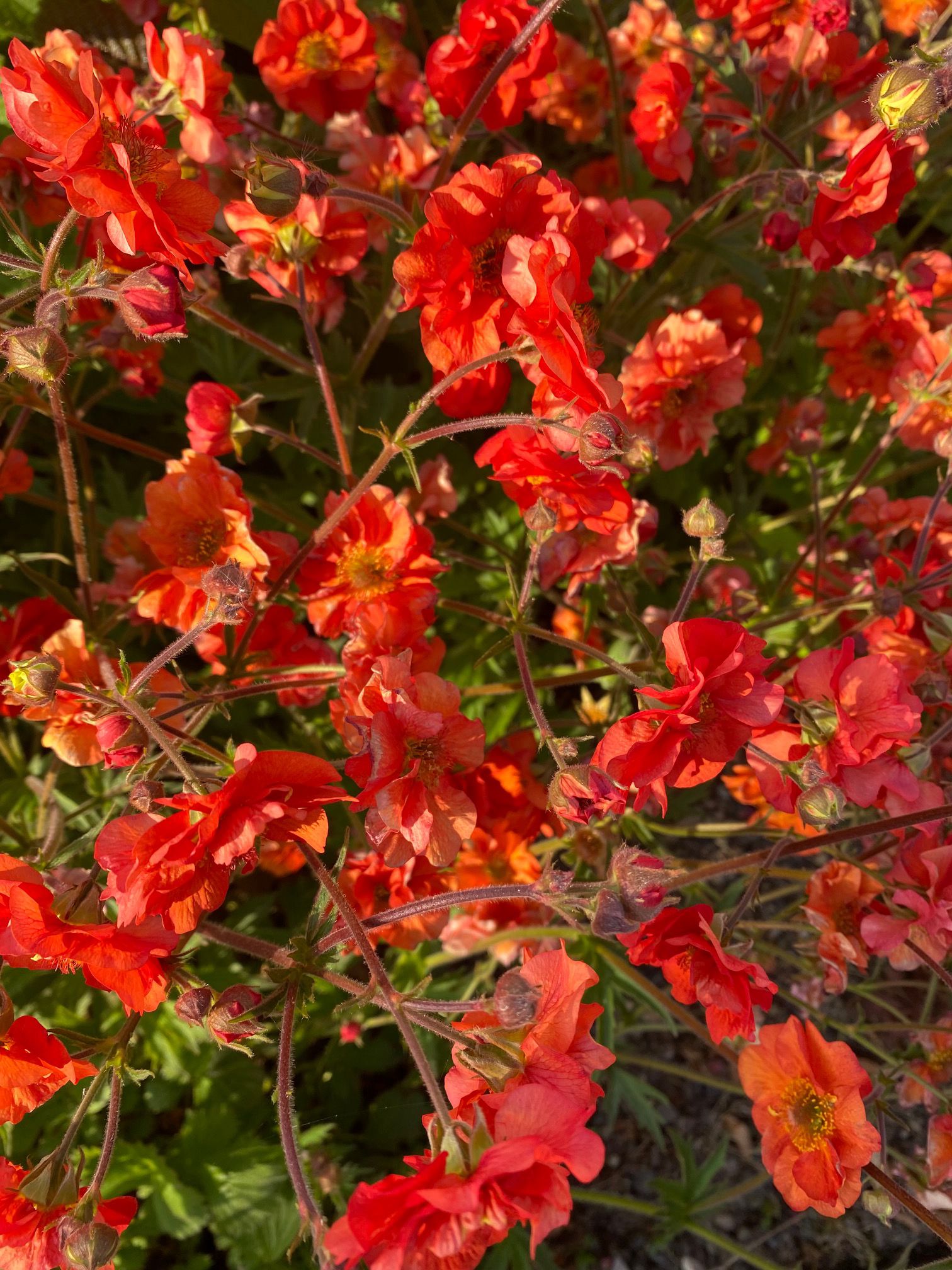 Nagelkruid - Geum coccineum Sibth. 