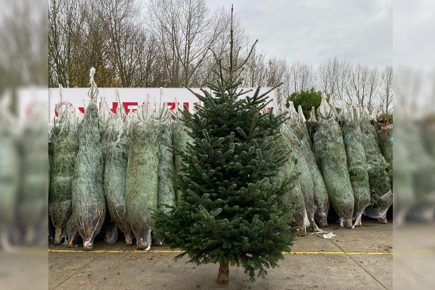 grote-kerstboom-kopen-gezaagd.jpeg