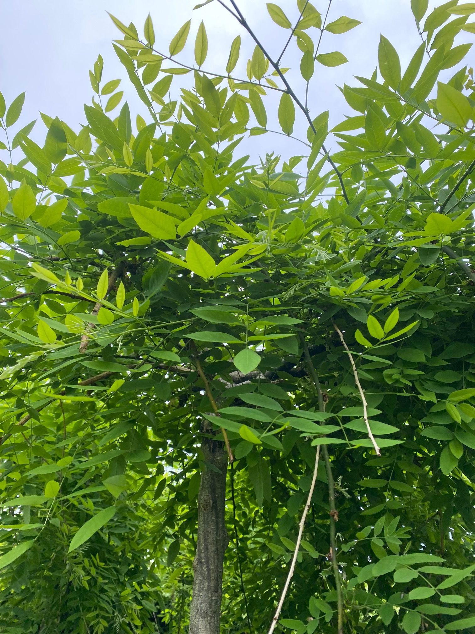 Standard-Honigbaum - Sophora japonica