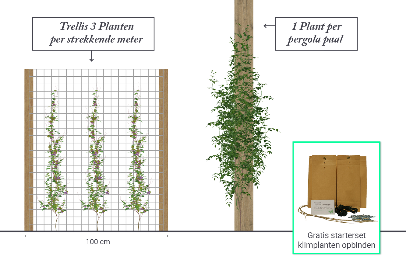 3 klimplanten per strekkende meter of 1 per pergola paal