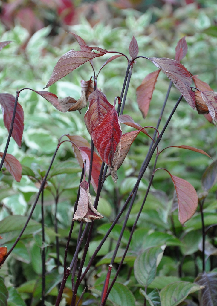 bladeren kornoelje tuinplanten alba