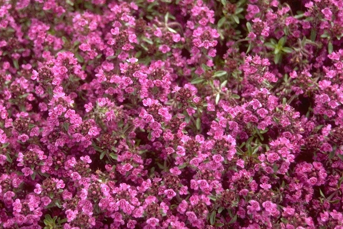 Kruiptijm - Thymus praecox 'Purple Beauty'